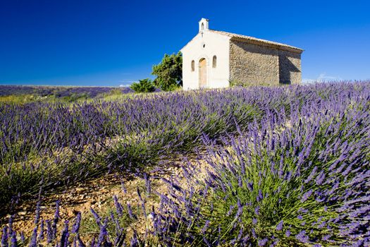 chapel with lavender field, Plateau de Valensole, Provence, France