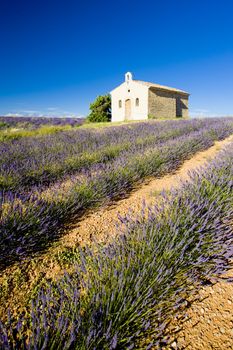 chapel with lavender field, Plateau de Valensole, Provence, France