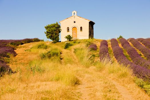 chapel with lavender field, Plateau de Valensole, Provence, France
