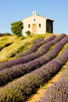 chapel with lavender field, Plateau de Valensole, Provence, France