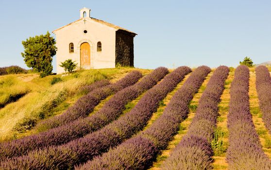 chapel with lavender field, Plateau de Valensole, Provence, France