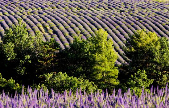 lavender field, Plateau de Valensole, Provence, France