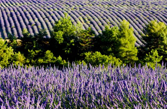 lavender field, Plateau de Valensole, Provence, France