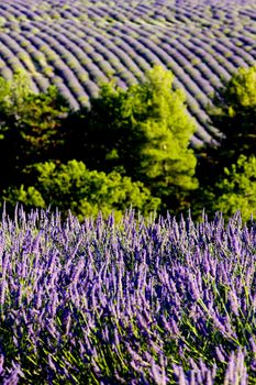 lavender field, Plateau de Valensole, Provence, France