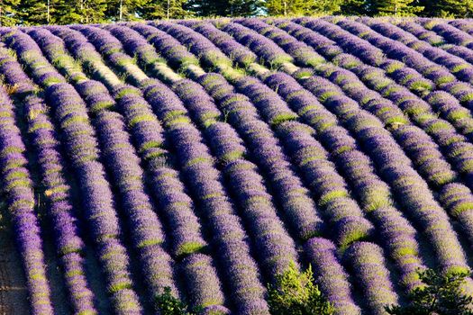 lavender field, Plateau de Valensole, Provence, France