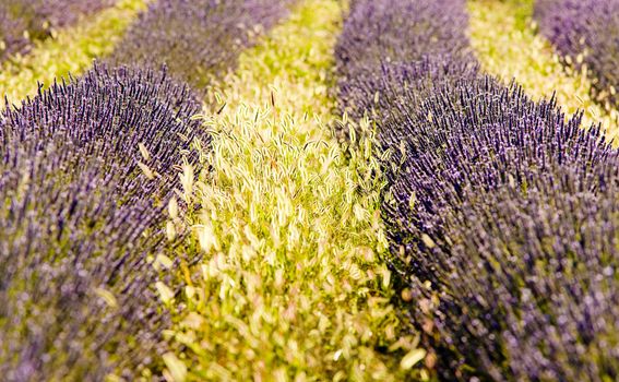 lavender field, Plateau de Valensole, Provence, France