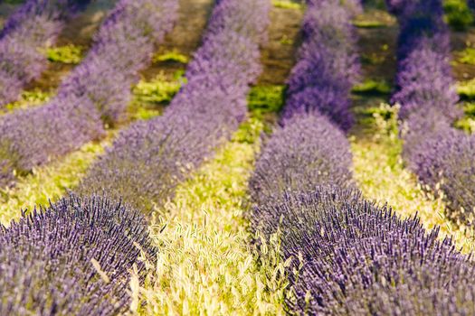 lavender field, Plateau de Valensole, Provence, France