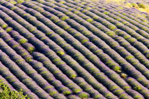 lavender field, Plateau de Valensole, Provence, France