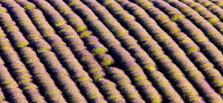 lavender field, Plateau de Valensole, Provence, France