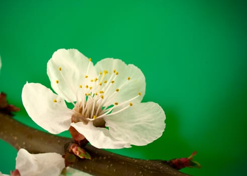 Spring cherry flower on green background