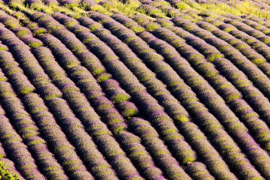 lavender field, Plateau de Valensole, Provence, France