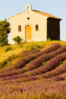 chapel with lavender field, Plateau de Valensole, Provence, France