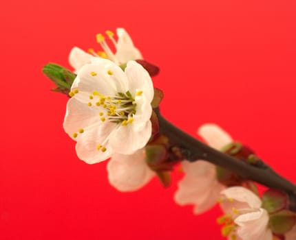 Cherry blossom on red