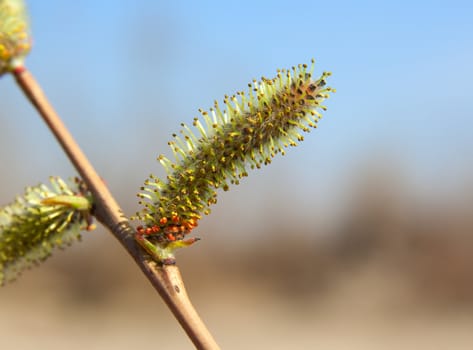 Willow blossom branch