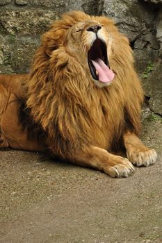Big african lion yawn after feed