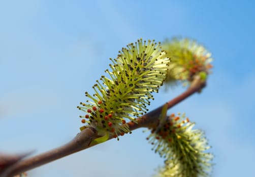 Willow blossom branch