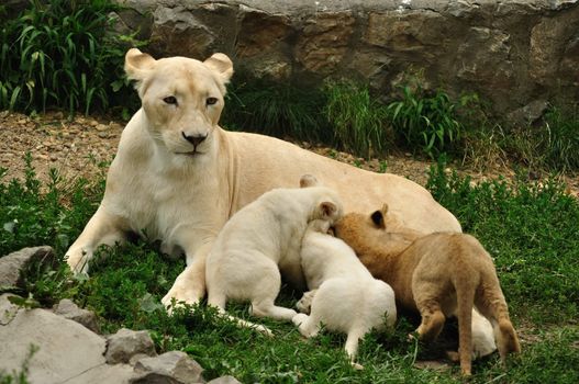 White african lioness nursing her cubs