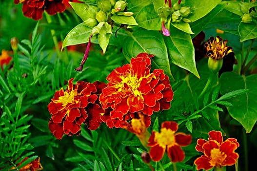 blooming tagetes flower close-up