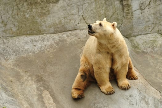Big polar bear resting on a rock