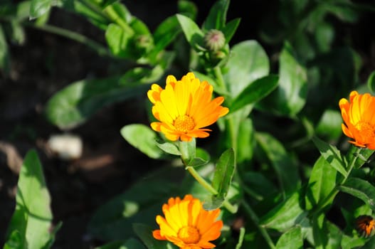 flowers calendula, medicinal plants, close-up