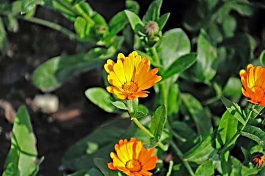 flowers calendula, medicinal plants, close-up