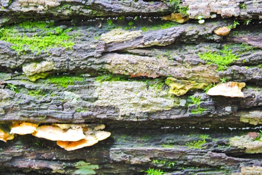Moss, mushroom and grey bark background