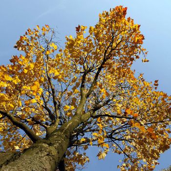 Maple tree with yellow and orange leaves and blue sky