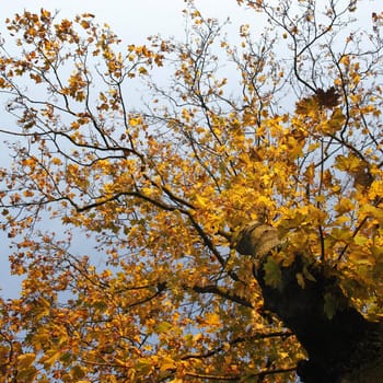 Maple tree with yellow autumn leaves and blue sky