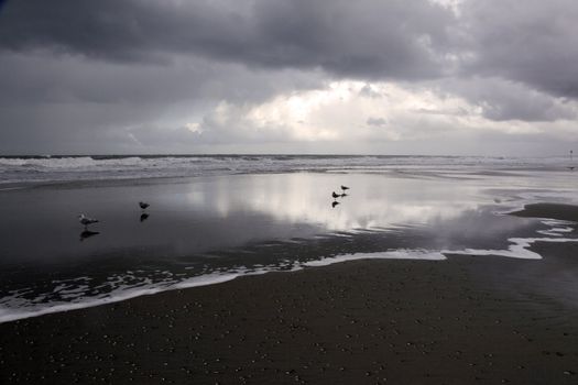 silhouettes of gulls on beach and dramatic clouds