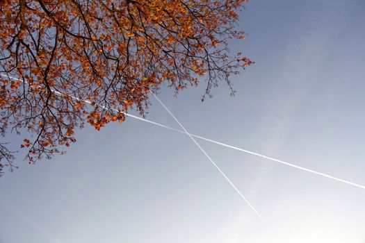 leaves and branches of maple tree with airplane stripes in blue sky