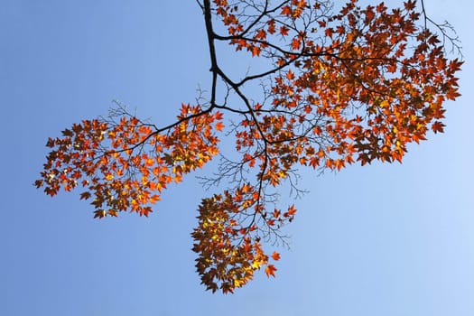 branch of maple tree with orange leaves in autumn and blue sky