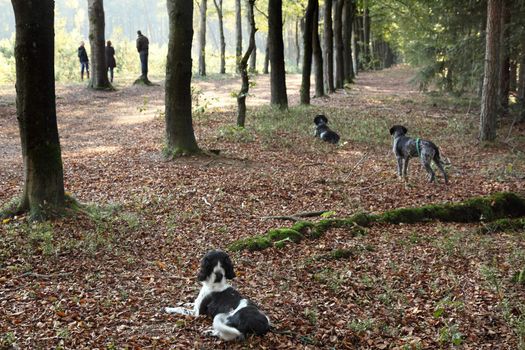three hunting dogs in a forest during training