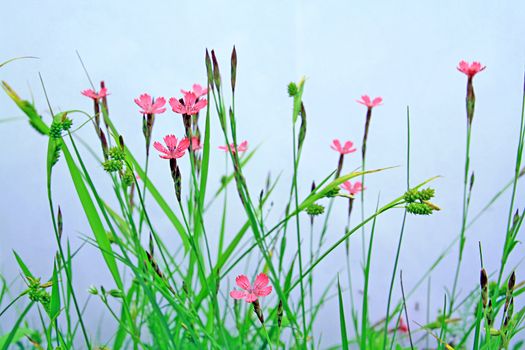 flowerses on blue background