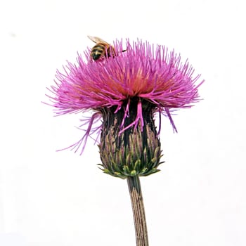 bee on flower