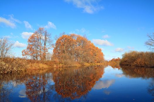 oak wood on coast river