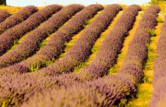 lavender field, Plateau de Valensole, Provence, France