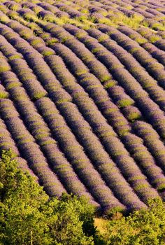 lavender field, Plateau de Valensole, Provence, France