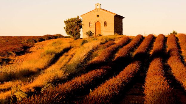 chapel with lavender field, Plateau de Valensole, Provence, France