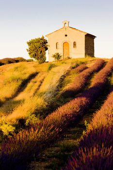 chapel with lavender field, Plateau de Valensole, Provence, France