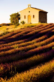 chapel with lavender field, Plateau de Valensole, Provence, France