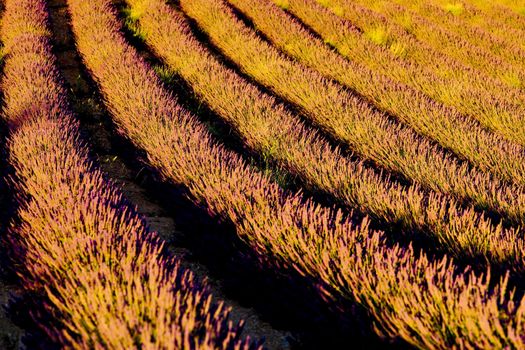 lavender field, Plateau de Valensole, Provence, France