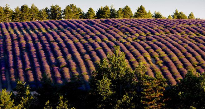 lavender field, Plateau de Valensole, Provence, France