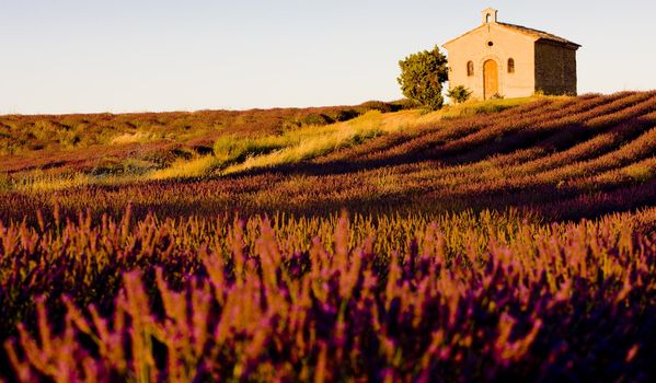 chapel with lavender field, Plateau de Valensole, Provence, France