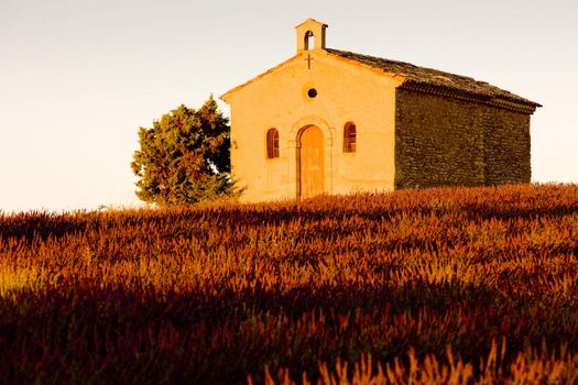 chapel with lavender field, Plateau de Valensole, Provence, France