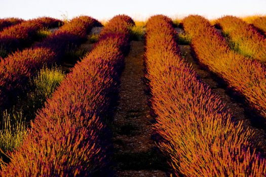 lavender field, Plateau de Valensole, Provence, France