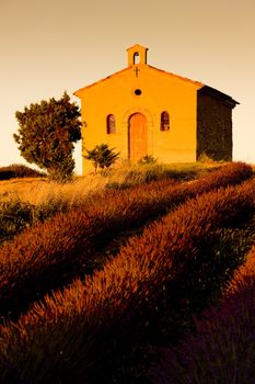 chapel with lavender field, Plateau de Valensole, Provence, France