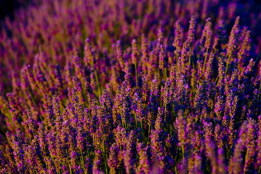 lavender field, Plateau de Valensole, Provence, France