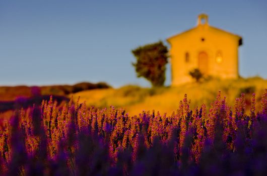 chapel with lavender field, Plateau de Valensole, Provence, France