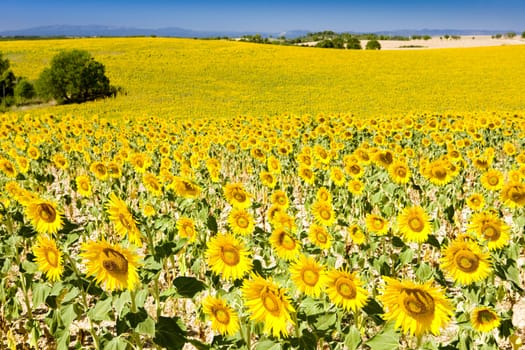 sunflower field, Provence, France