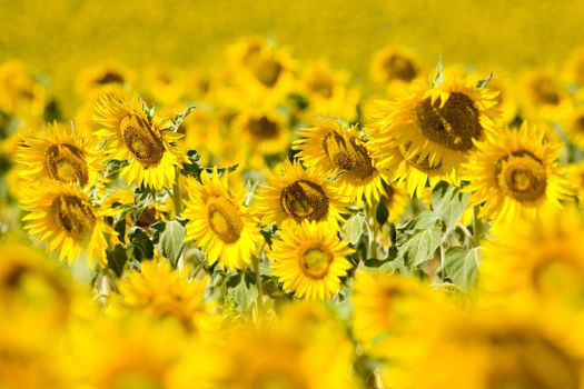 sunflower field, Provence, France